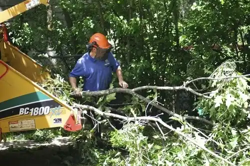tree services New Pittsburg